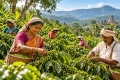 Naturalna kawa zielona Indie Cherry AA – 100% Robusta.webp